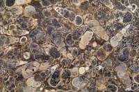 Gastéropodes dans une lumachelle (surface polie)